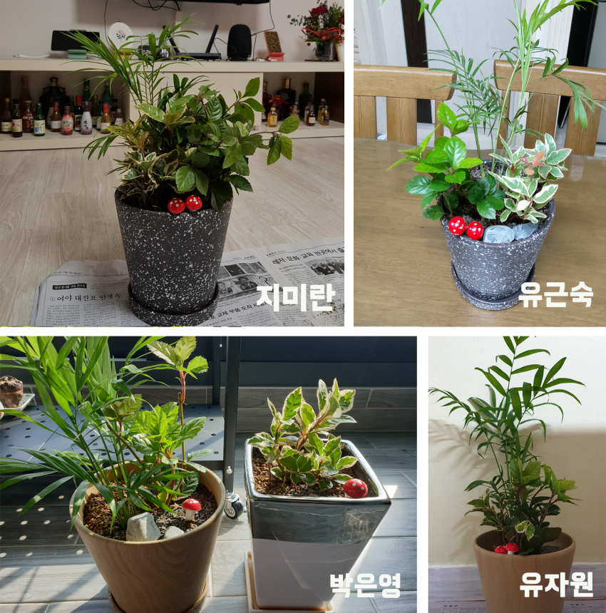 지미란, 유근숙, 박은영, 유자원 참가자의 화분 사진