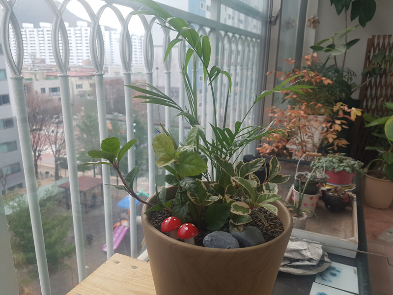 완성된 가족식물정원 모습