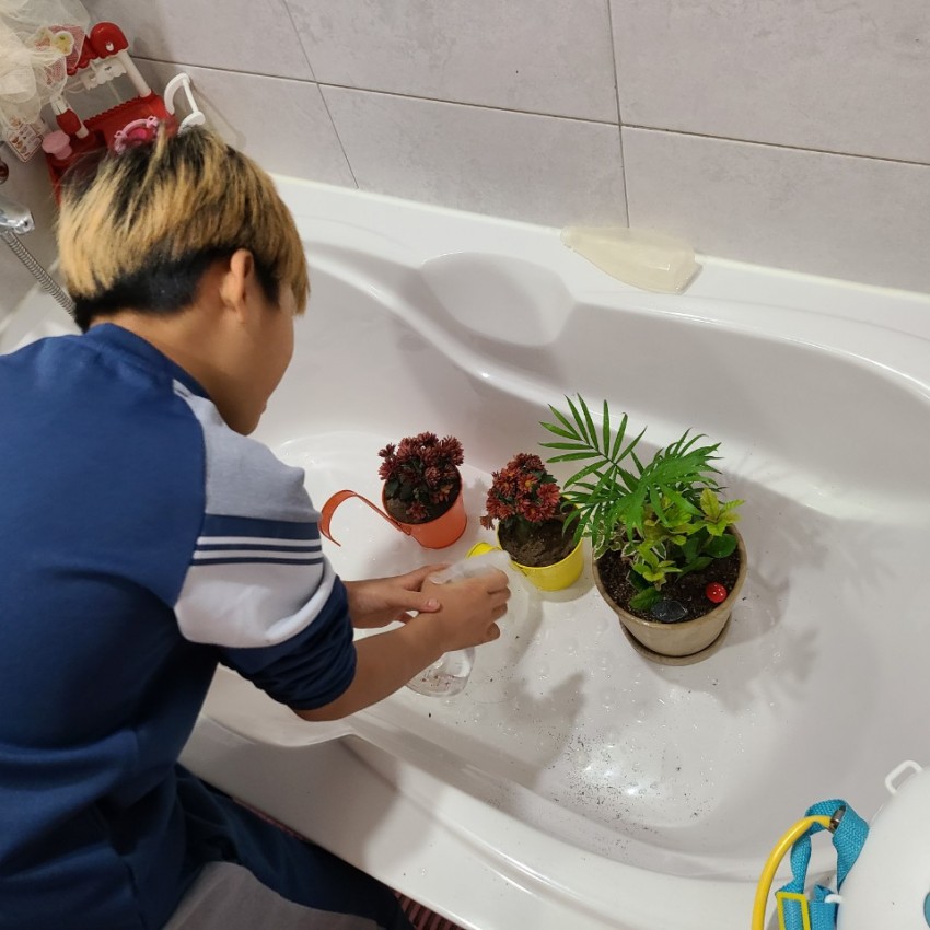 욕조에 화분 세 개를 두고 물주는 사진